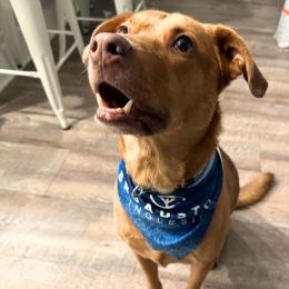 a dog wearing a bandana